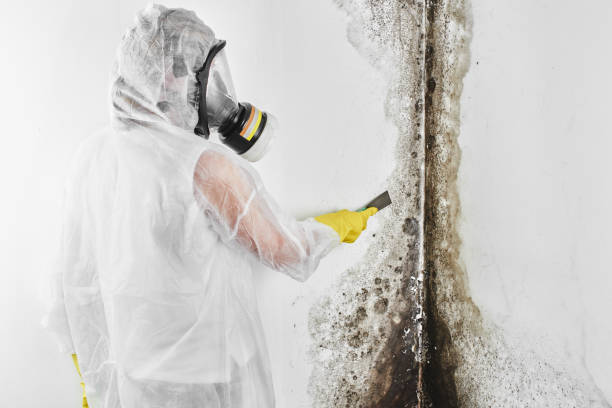 Professional Mold Prevention & Removal  in Meadow Vista, CA